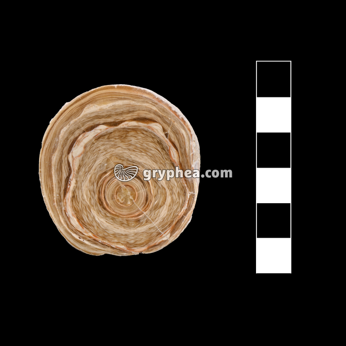 Stalactite en CT - surface polie - gryphea.org